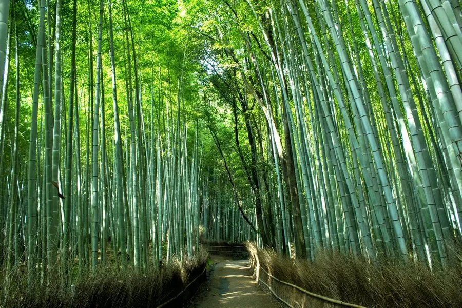 View along the pathway into the Arashiyama Bamboo Grove in Kyoto, Japan