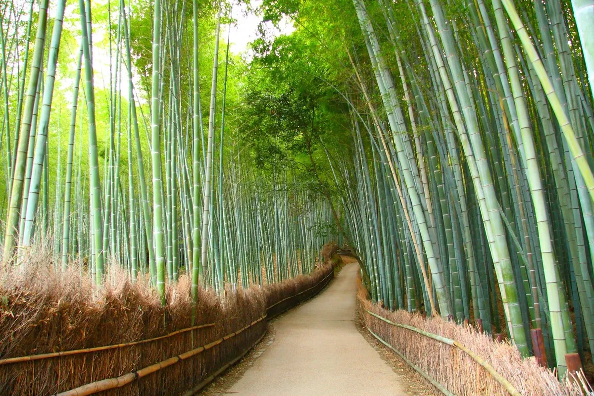 Arashiyama Bamboo Grove walkway
