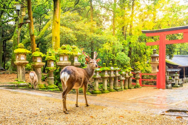 Best Time Visit Nara