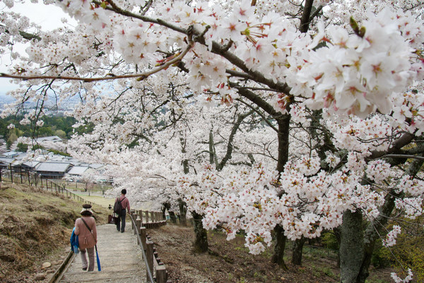 Best Time Visit Nara