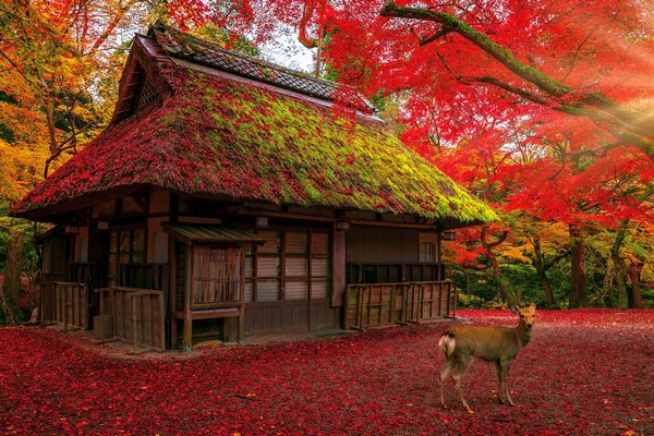 Getting Around Nara