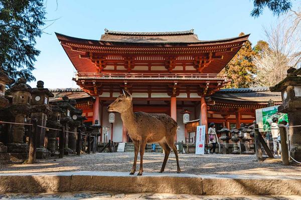 Nara Itineraries