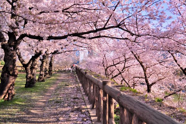 Osaka Cherry Blossoms