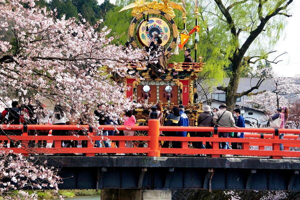 Takayama Cherry Blossoms
