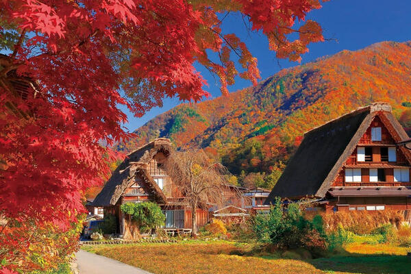 Takayama Fall Foliage