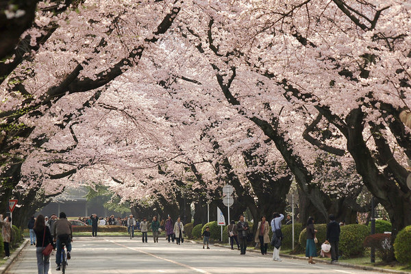 Best Time Visit Tokyo