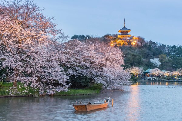 Yokohama Cherry Blossoms