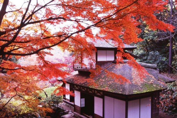 Yokohama Fall Foliage